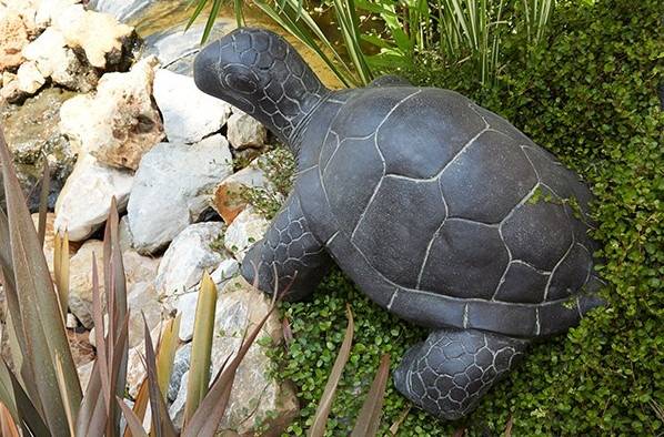 tortue large