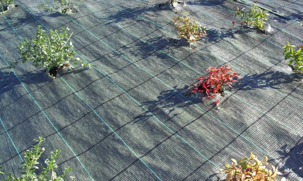 TOILE PAILLAGE IN SITU