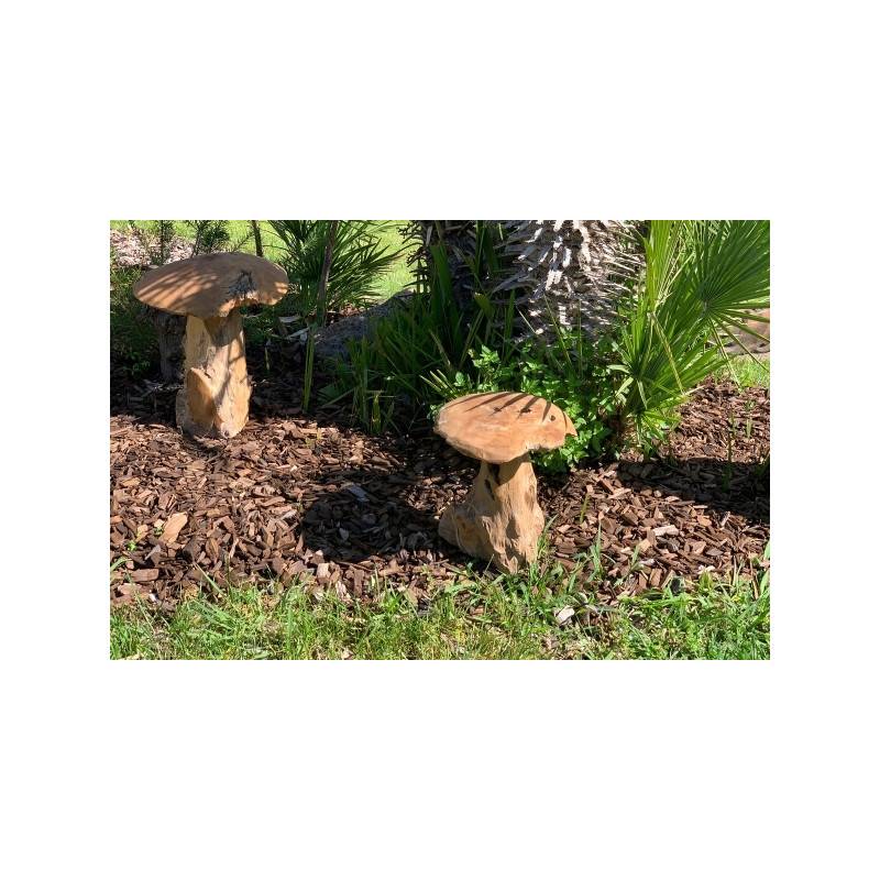 champignon-teck