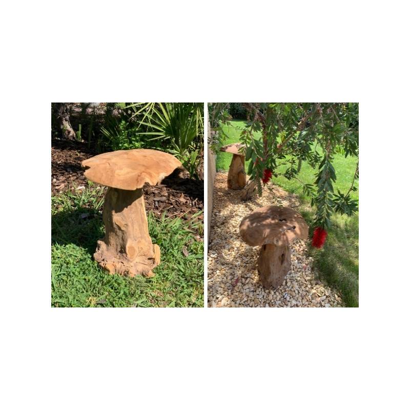 champignon-teck